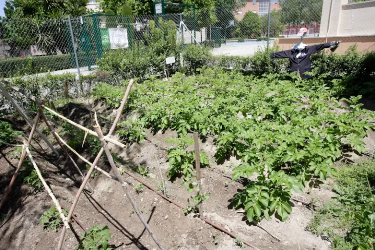 Huerto Ecologico - Virgen de las Nieves 2